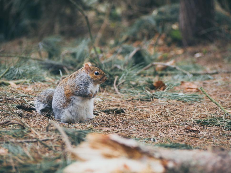 Free Image of A Squirrel Observing in a Forest 