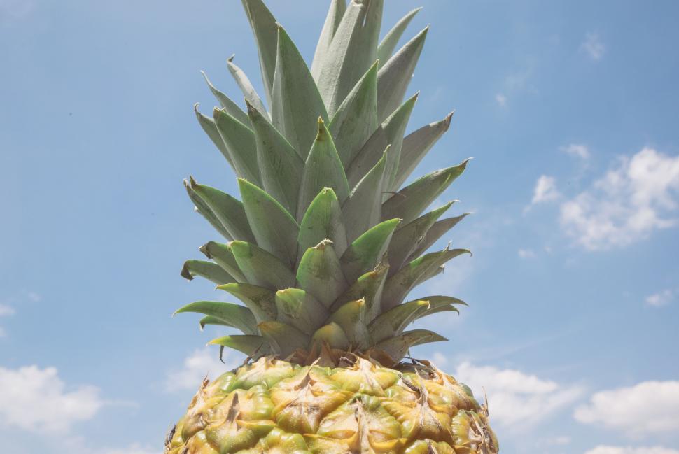 Free Image of Close Up of Pineapple on Sunny Day 