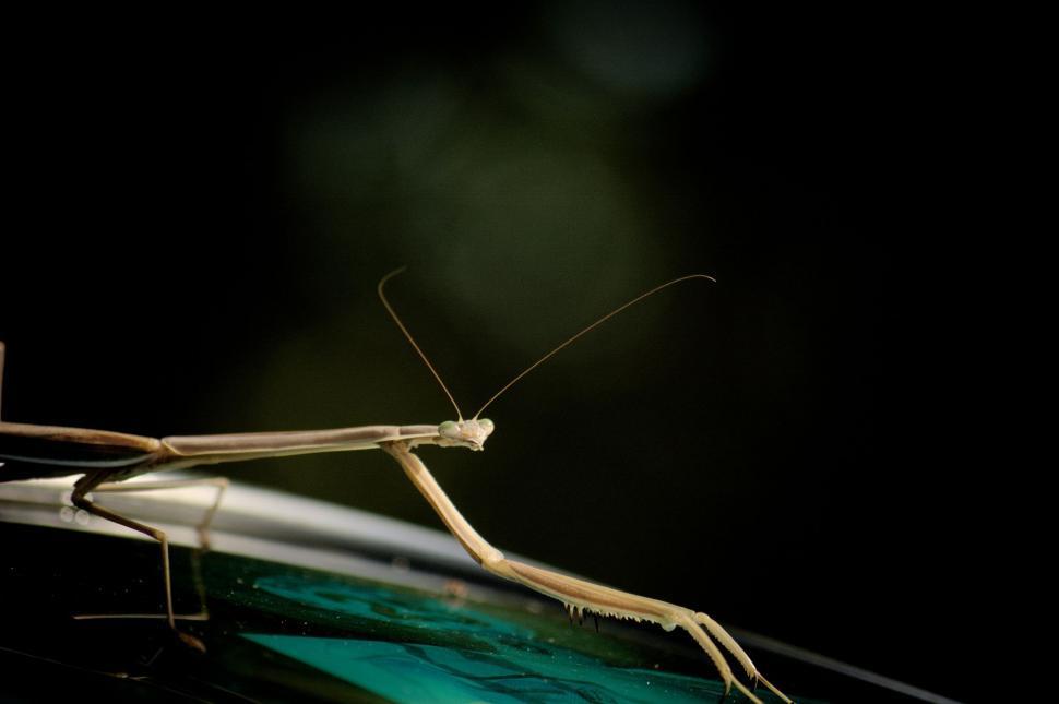 Free Image of Close Up of a Praying Mantis on a Table 