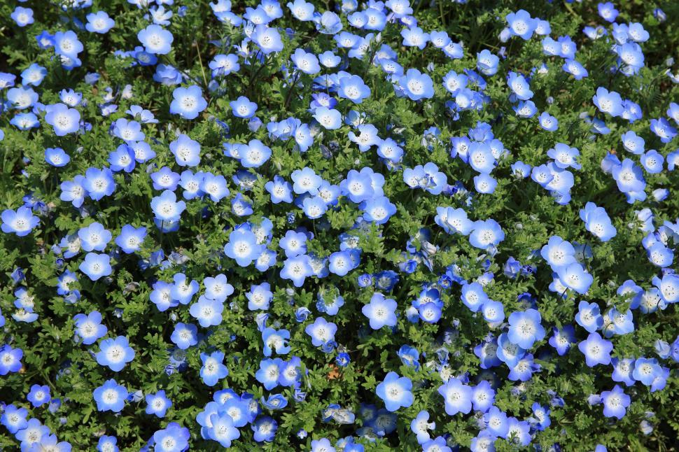 Free Image of Field of Blue Flowers With Green Leaves 