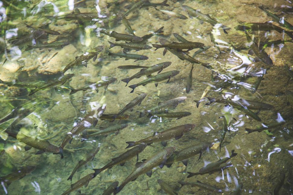 Free Image of Group of Fish Swimming in a Lake 