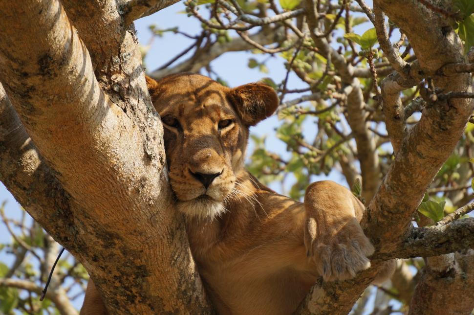 Free Image of Lion Sitting in Tree Looking at Camera 