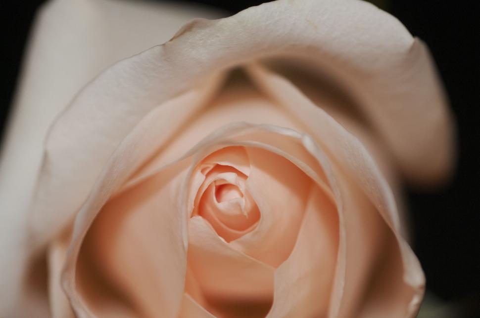 Free Image of Close Up of White Rose on Black Background 