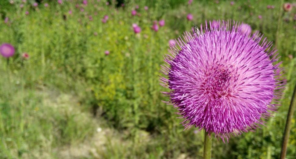 Free Image of Purple Flower Standing Out in Middle of Field 