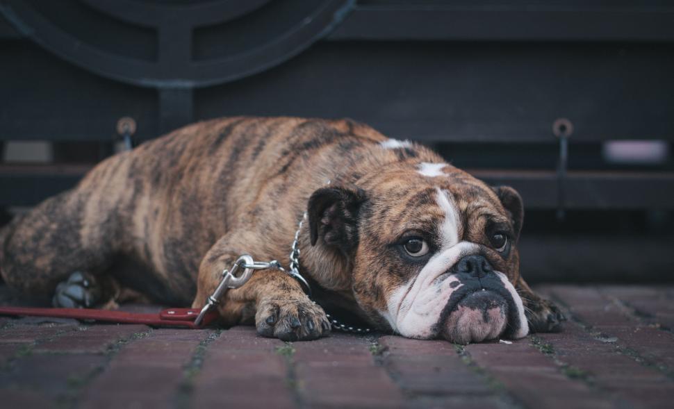 Free Image of Brown and White Dog Relaxing on Brick Floor 