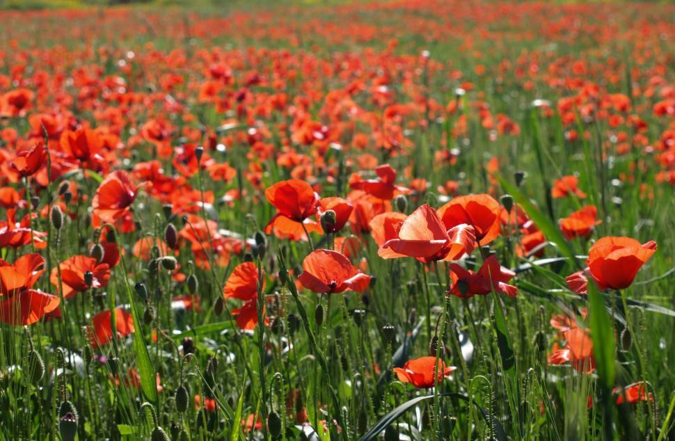Free Image of Field of Red Flowers and Green Grass 