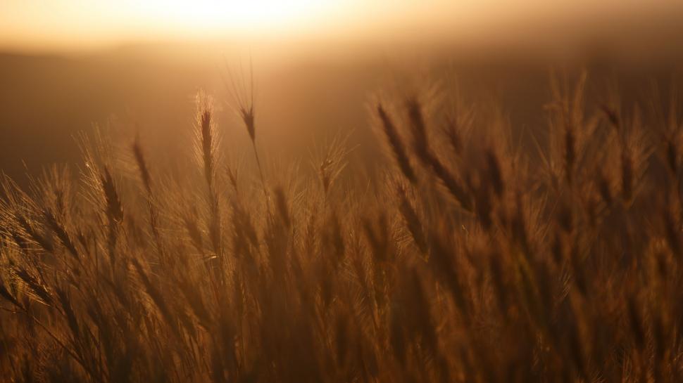Free Image of Field of Tall Grass With Sun Setting 