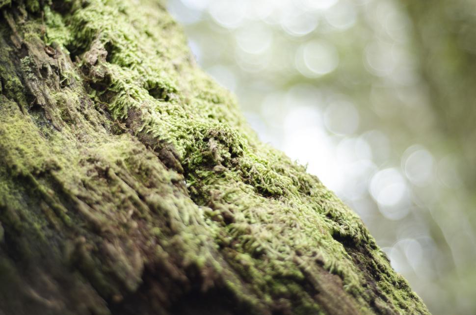 Free Image of Close Up of a Mossy Tree Trunk 