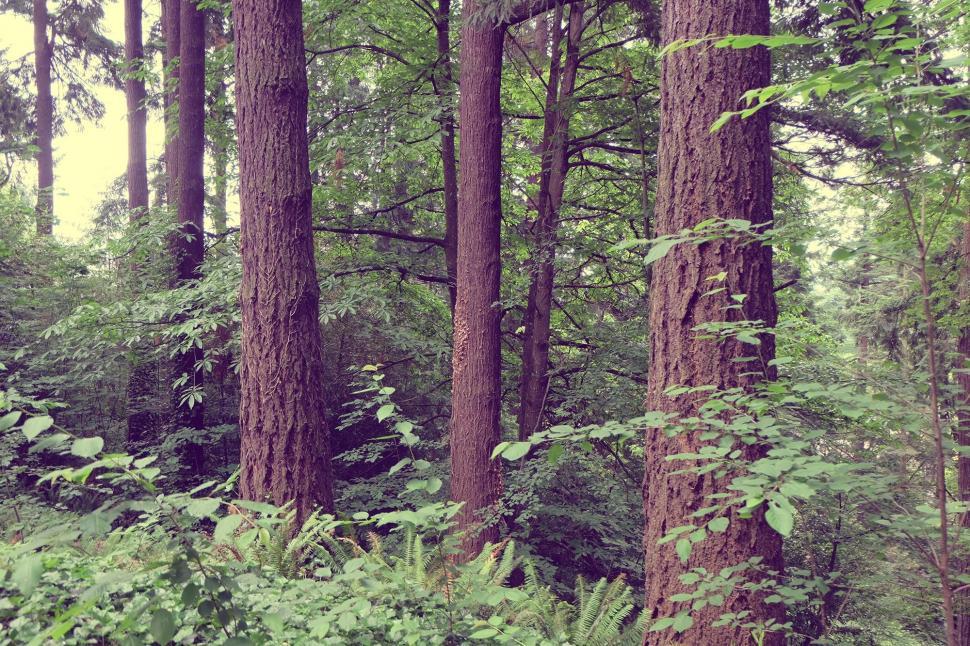Free Image of Majestic Forest Filled With Tall Trees 
