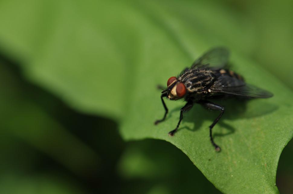 Free Image of Fly Resting on Top of a Green Leaf 