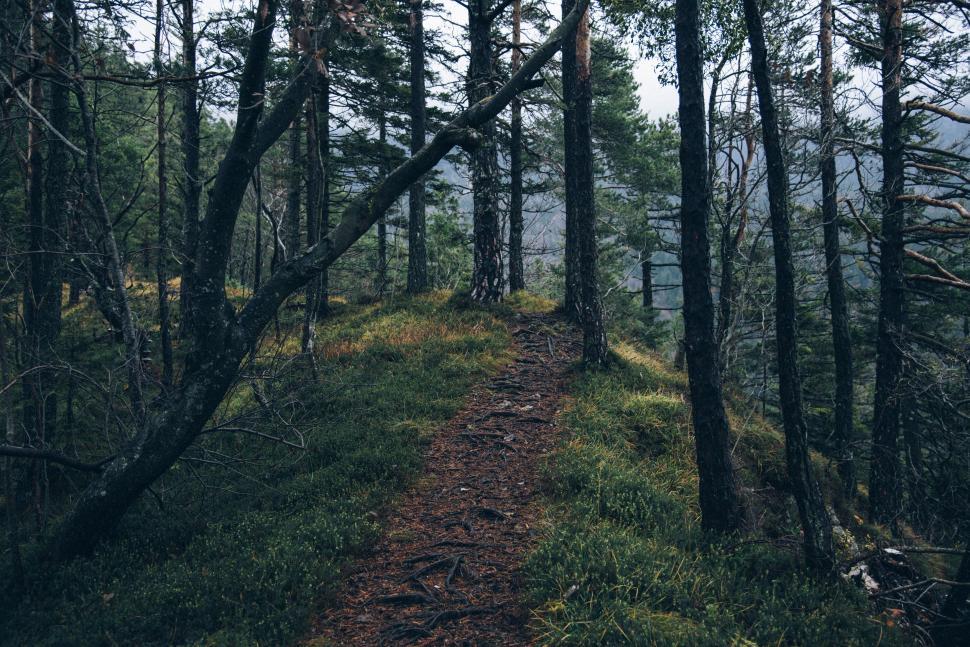 Free Image of Trail Cutting Through Dense Forest 