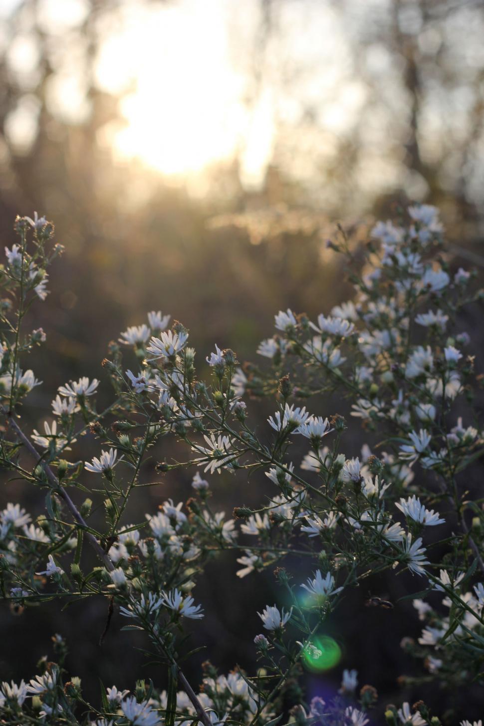 Free Image of Cluster of White Flowers in a Field 