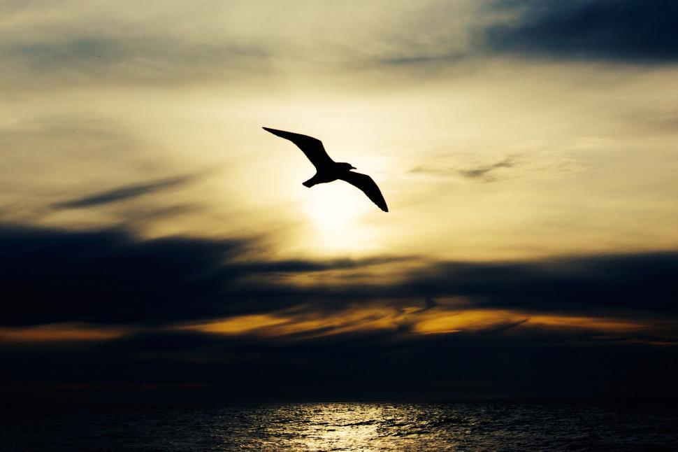Free Image of Bird Flying Over Ocean at Sunset 