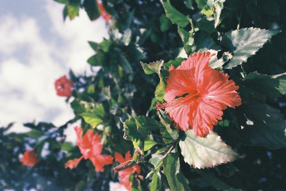 Free Image of Close Up of Red Flower on Tree 