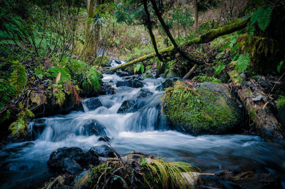 Free Image of A Stream Flowing Through a Lush Green Forest 