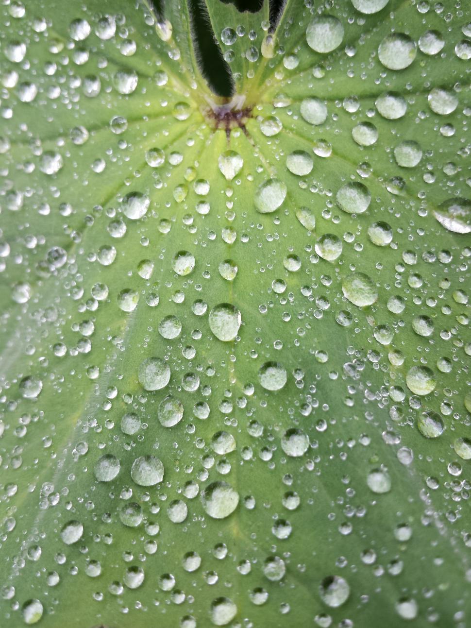 Free Image of Green Leaf With Water Droplets 