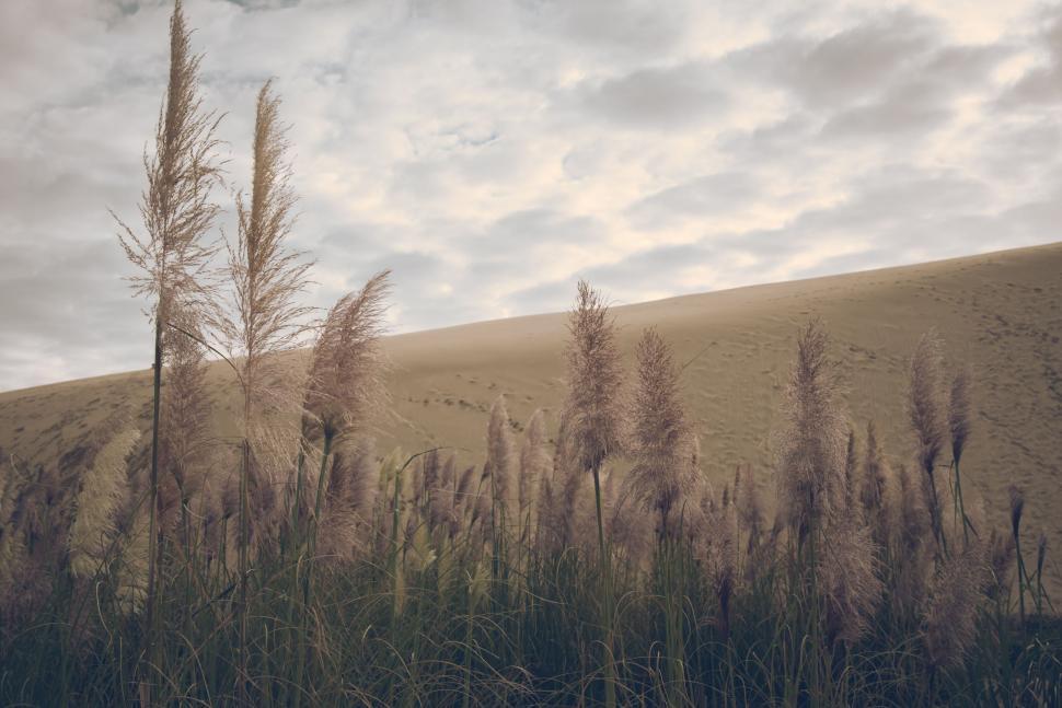 Free Image of Tall Grass Field With Clouds 
