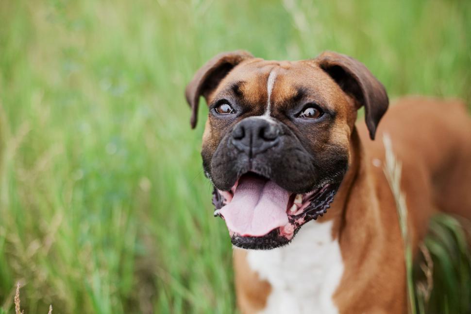 Free Image of Brown and White Dog Standing in Tall Grass 