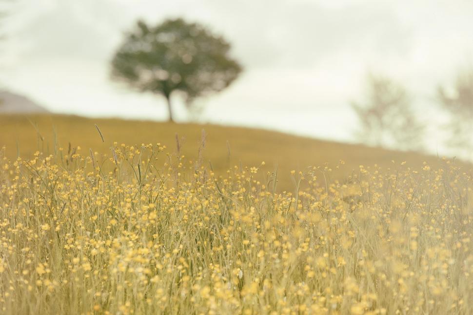 Free Image of Field of Yellow Flowers With Lone Tree 