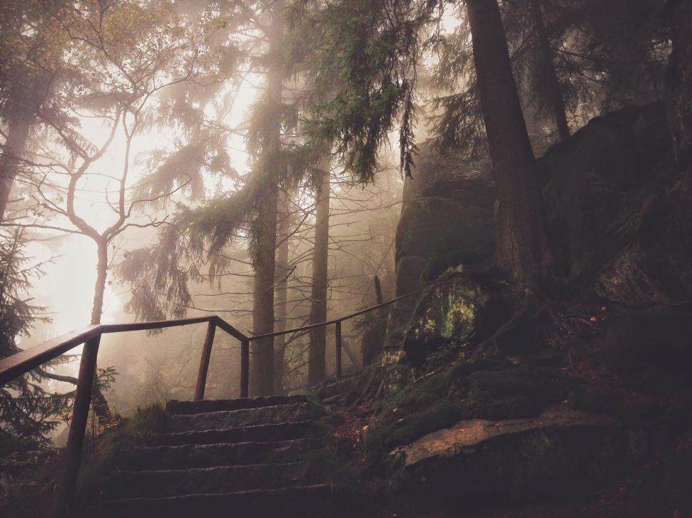 Free Image of Stairs Leading Up to Forest 