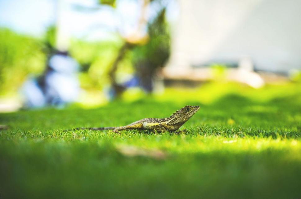 Free Image of Small Lizard Sitting on Top of Lush Green Field 