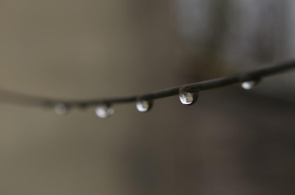 Free Image of Water Droplet on Branch Close Up 