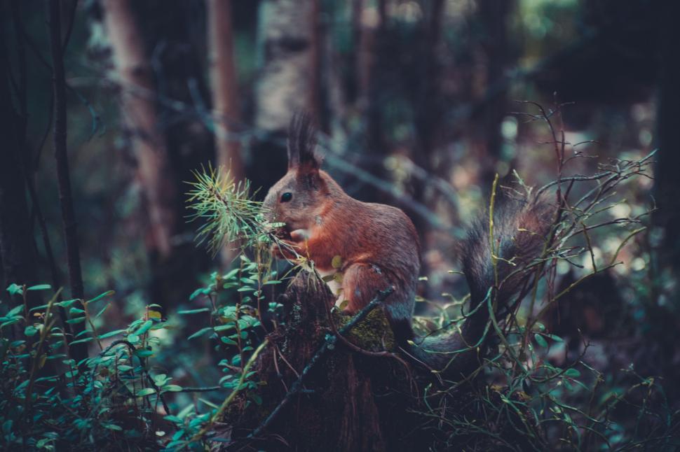 Free Image of Squirrel Sitting on Tree Branch in Forest 