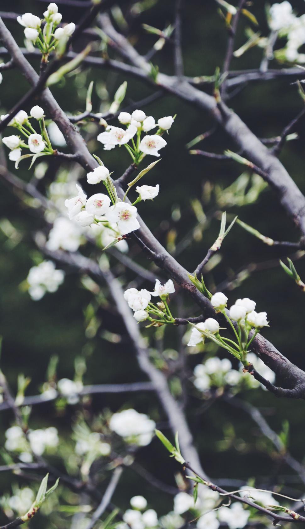 Free Image of White Flowers Blooming on Tree Branch 