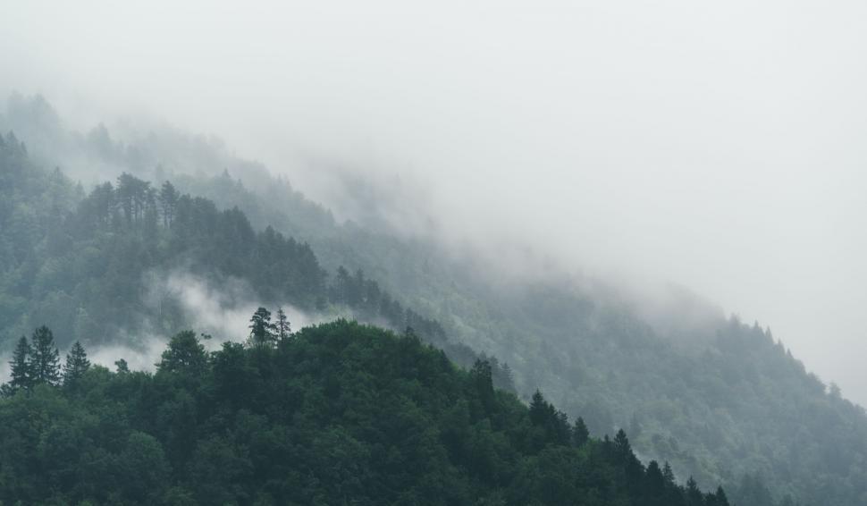Free Image of Fog-Covered Mountain With Foreground Trees 