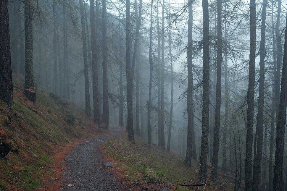 Free Image of Path Cutting Through Foggy Forest 