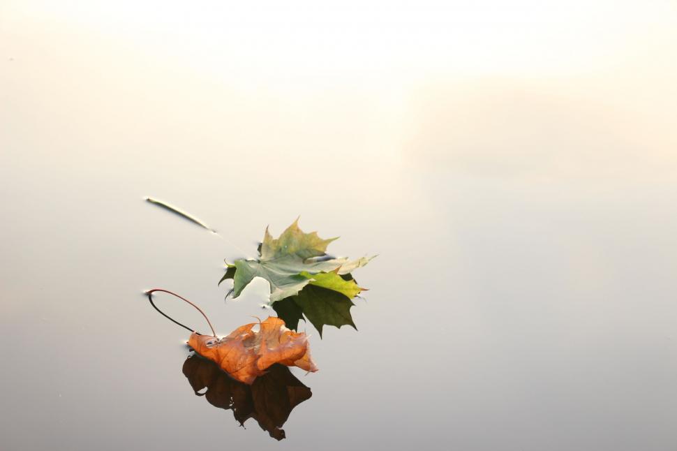 Free Image of Floating Leaves on Water 