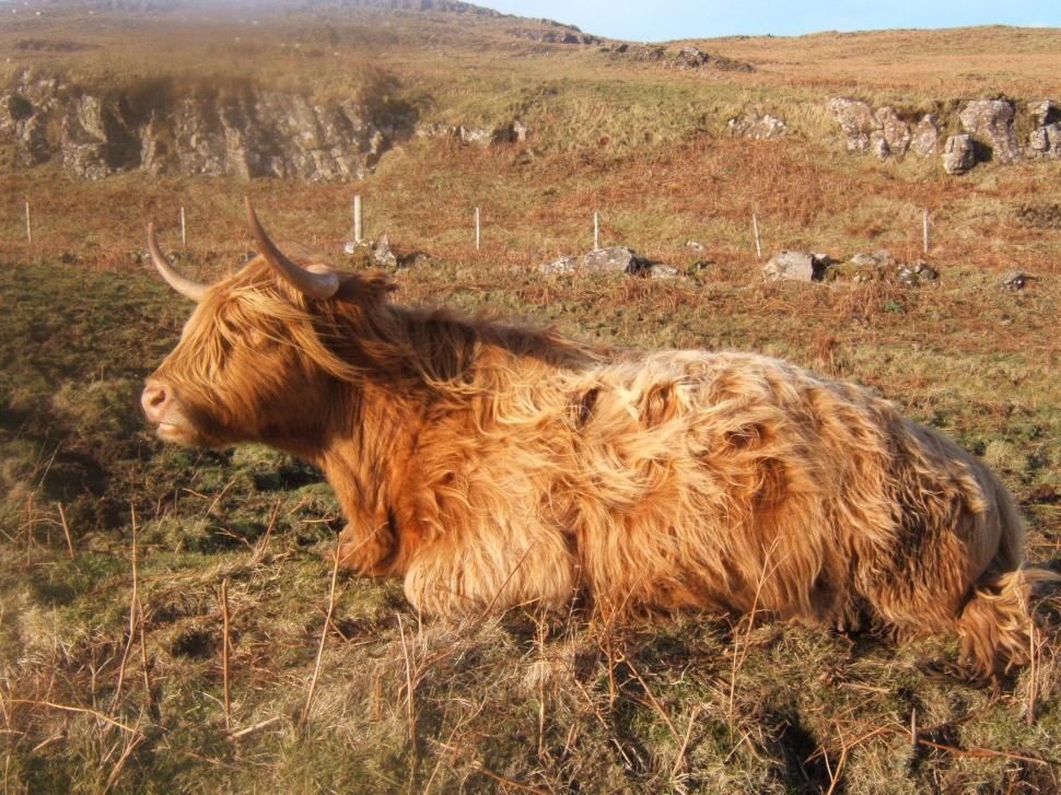 Free Image of Yak Resting in Field With Mountain Background 