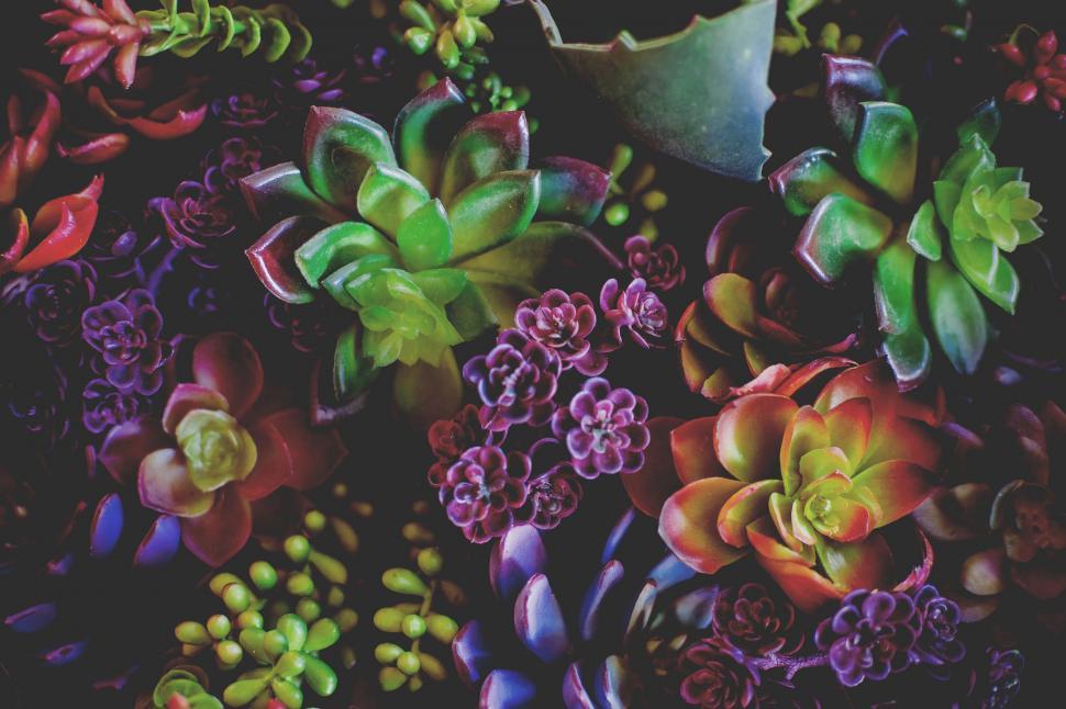 Free Image of Assorted Succulents Arranged on a Table 