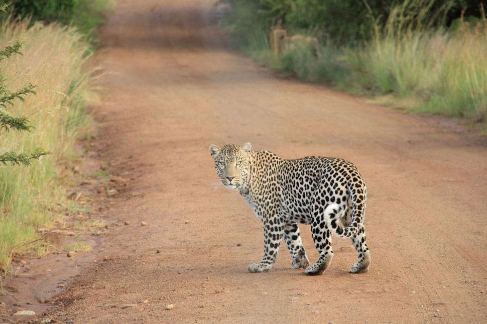 Free Image of Leopard Walking Down Dirt Road 