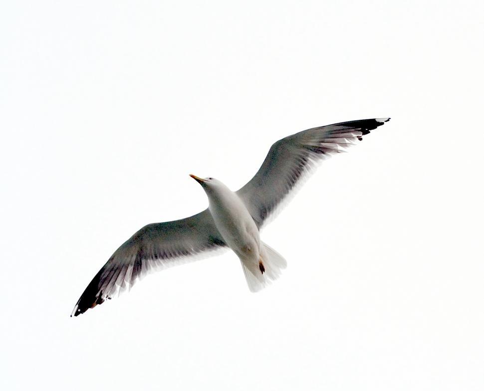 Free Image of Seagull 