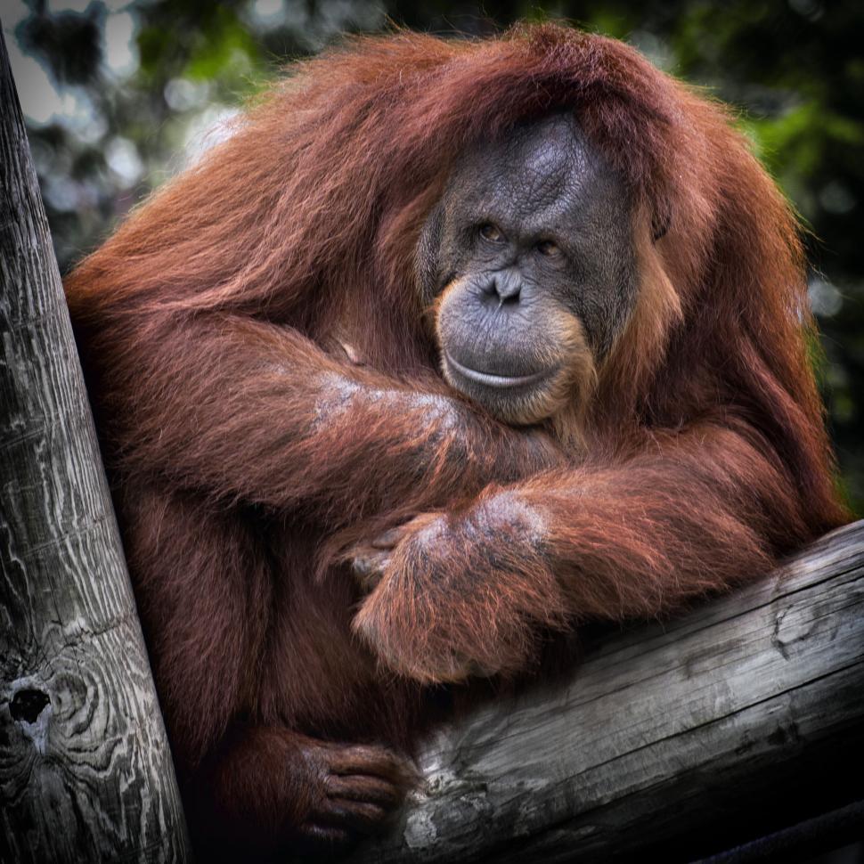 Free Image of Orangutan Sitting on Top of a Tree Branch 