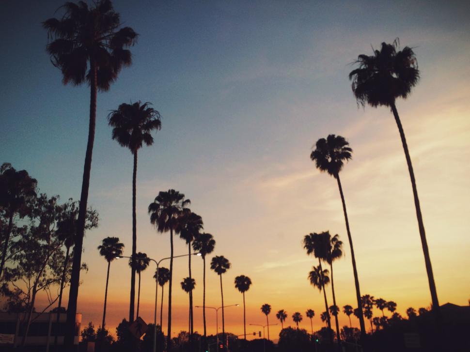 Free Image of Palm Trees Silhouetted Against Sunset Sky 