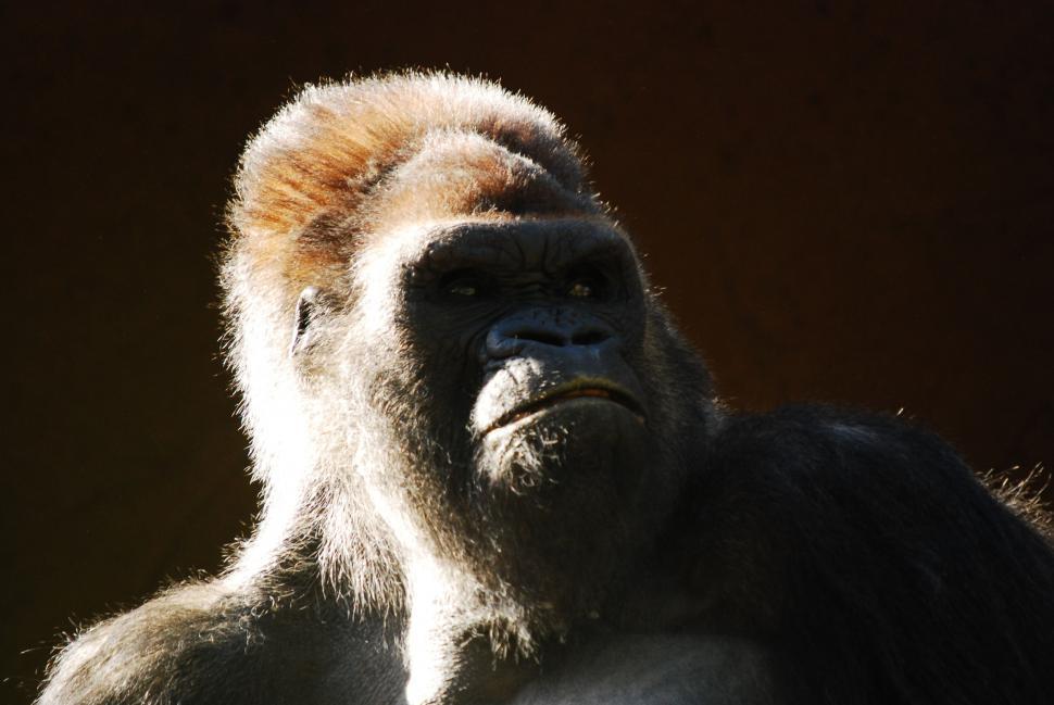 Free Image of Intense Gorilla Close-Up Observing Surroundings 