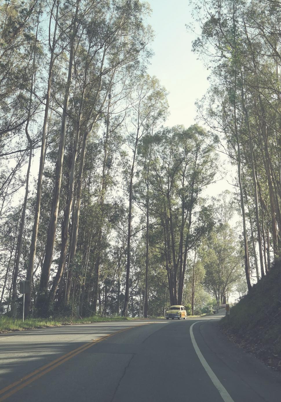 Free Image of Car Driving Down Road Surrounded by Tall Trees 