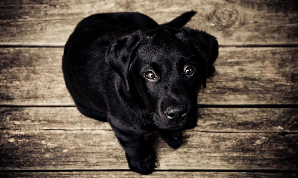Free Image of Black Dog Sitting on Wooden Floor 