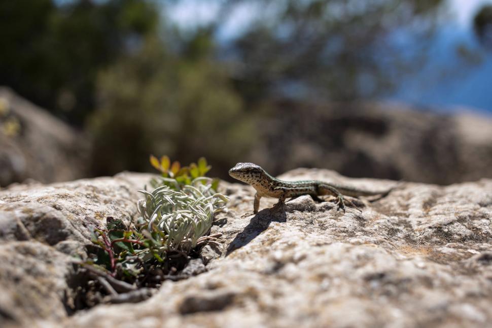 Free Image of Small Lizard Perched on Rock 
