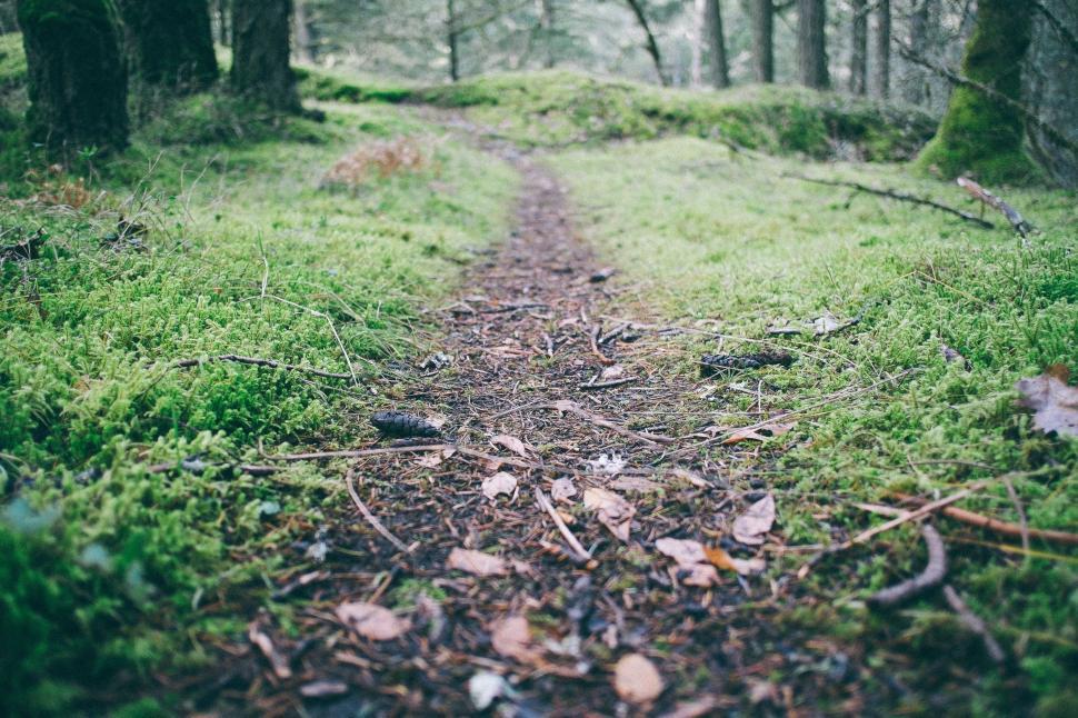 Free Image of A Path Leading Through a Green Forest 