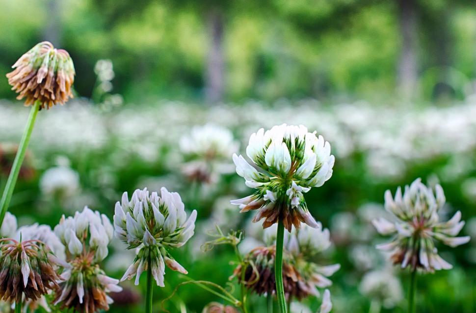 Free Image of Field of White and Brown Flowers 