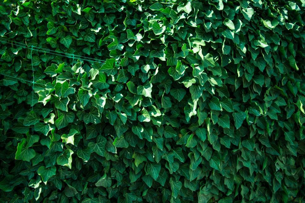 Free Image of Lush Green Wall Covered in Abundant Leaves 