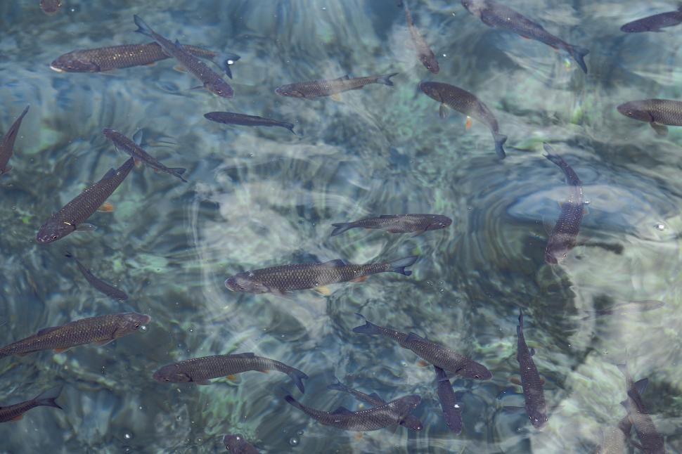 Free Image of School of Fish Swimming in a Lake 