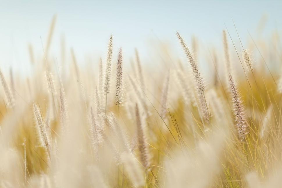 Free Image of Field of Tall Grass With Blue Sky 