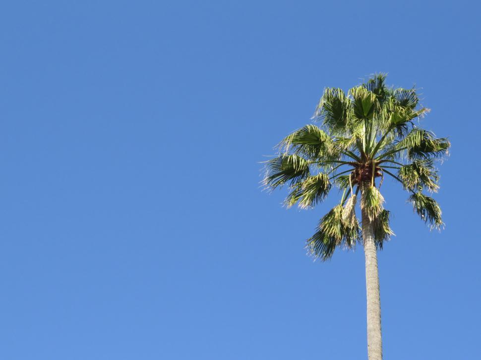 Free Image of Tall Palm Tree Against Blue Sky 