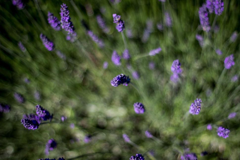 Free Image of Purple Flowers In The Grass 