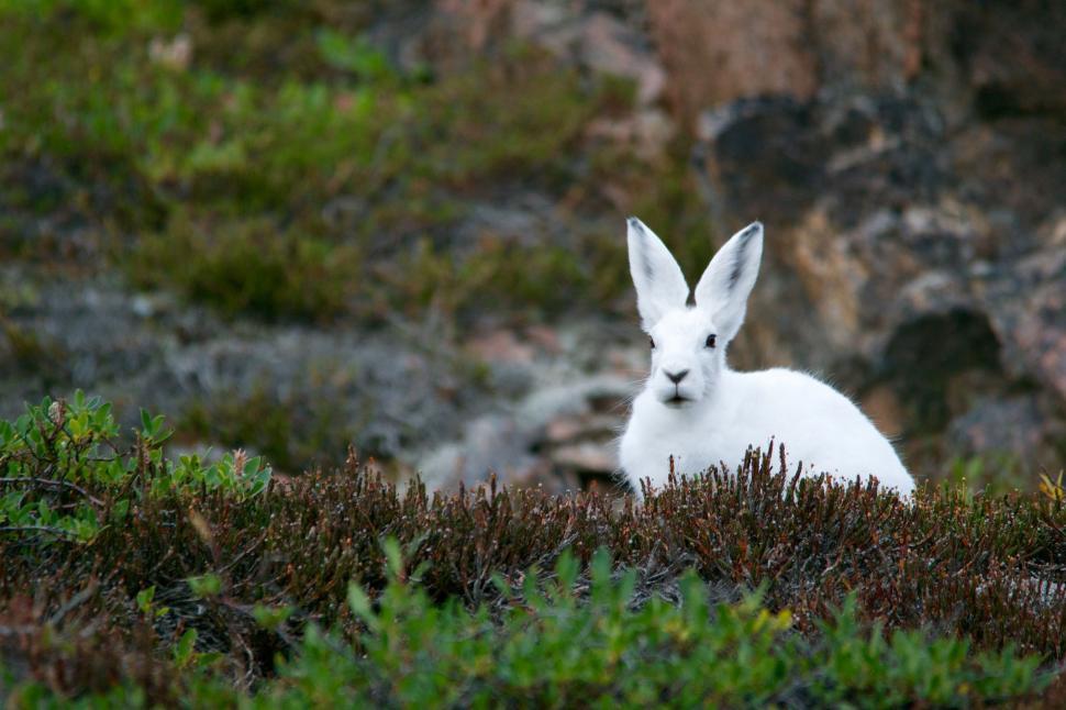 Free Image of White Rabbit Sitting in Grass 