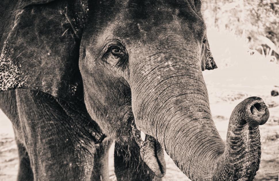 Free Image of elephant mammal indian elephant tusker animal proboscidean africa wildlife safari wild african animals park 
